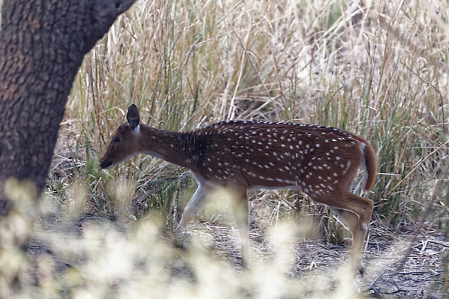 Keoladeo national park-029